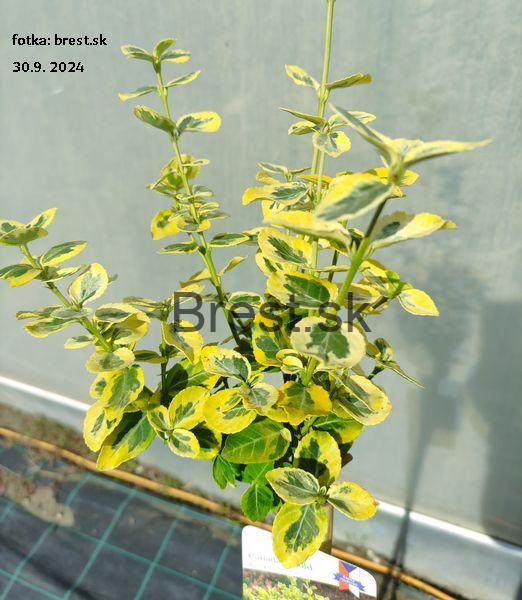 Euonymus fortunei 'Canadale Gold' 100cm kmienok